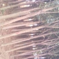 徐州陳抗震低價(jià)供應(yīng)以下苗木:紫薇，紫葉桃，垂柳,銀杏，高桿女貞