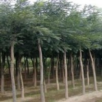 國槐/黑槐樹