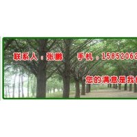 銀杏