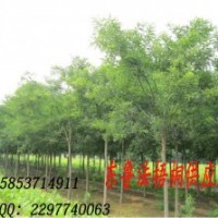 現(xiàn)貨低價供應(yīng) 各規(guī)格 造型國槐