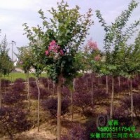 出售2公分紫薇3公分紫薇樹4公分紫薇5公分大紅紫薇價格