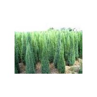 長期供應(yīng)信誠雪松 蜀檜 玉蘭 馬褂木等