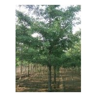 20公分嫁接樹(shù)一般1500元左右
