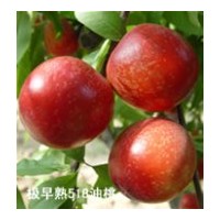山東臨沂供應(yīng)優(yōu)質(zhì)油桃苗，中油4,5,9,10,12,14號(hào)