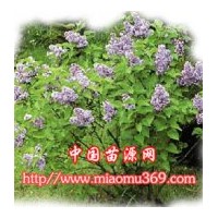 丁香苗木專(zhuān)業(yè)供應(yīng)商！