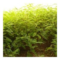 供應河北優(yōu)質(zhì)火炬樹
