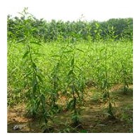 出售速生柳|垂柳|河北柳樹|優(yōu)質(zhì)柳樹|保定柳樹基地