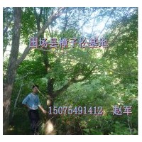 出售五角楓，叢生五角楓 五角楓, 蒙古櫟,山丁子，山桃，花楸，柞