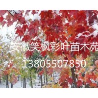 安徽供應(yīng)美國改良紅楓，秋紅楓等彩葉苗