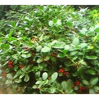 供應無刺枸骨球，紅花繼木球，茶花球，月季，桂花球