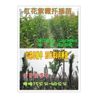 供應(yīng)-藍(lán)花楹、紅花羊蹄甲、紅花紫薇扦插小苗