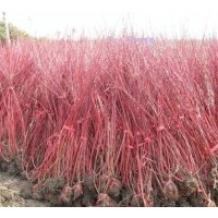 供應(yīng)側(cè)柏，珍珠梅，金葉女貞，小葉女貞，紅瑞木。