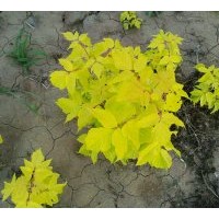 供應(yīng)金葉復(fù)葉槭，耐鹽堿植物，新品種彩葉樹