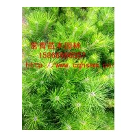 低價供應(yīng)50公分油松苗