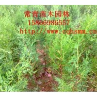 低價(jià)供應(yīng)100公分側(cè)柏苗