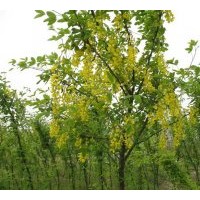 供應(yīng)小區(qū)綠化樹，彩葉樹：金葉復(fù)葉槭