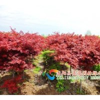 大量供應(yīng)紅楓、構(gòu)樹、五針?biāo)?、紫薇、紫荊等綠化苗木