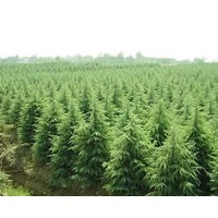供應(yīng)雪松 垂柳 蜀檜 廣玉蘭 白玉蘭 紫玉蘭 大葉女貞等