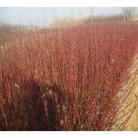 基地直銷特供扶芳藤.衛(wèi)矛.金葉女貞 紫荊,火棘.木槿、法青.櫻花