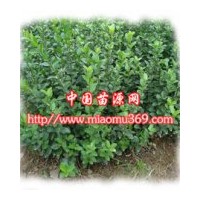 供應(yīng)綠化苗木水蠟，提供水蠟苗木價(jià)格