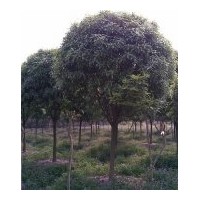 重慶常年供應(yīng)各種喬木、灌木（黃葛樹、重陽木、黃葛蘭、天竺桂、