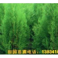 供應80-1米側(cè)柏定植苗