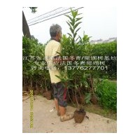 1.5米、1.8米、2米等法國(guó)冬青大量?jī)?yōu)惠供應(yīng)中