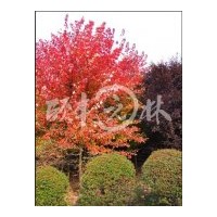 供應(yīng)美國(guó)改良紅楓