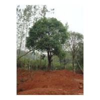 獨本大桂花（斷根苗） 價格：70000元