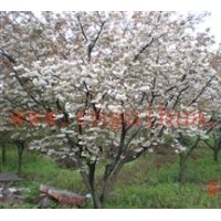 供應(yīng)櫻花