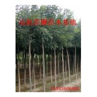 供應(yīng)國(guó)槐苗，5-8公分國(guó)槐，15公分國(guó)槐