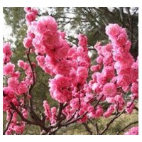 河北花灌木榆葉梅供應(yīng)
