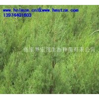 供應(yīng)柏木苗木，瓔珞柏，垂柏，川柏