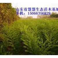 低價供應(yīng)國槐、椿樹、速生白蠟小苗