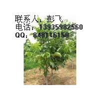 鈣果苗批發(fā)就找山西綠地苗圃質(zhì)優(yōu)價廉