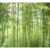 基地直銷竹子.揚(yáng)樹.楓楊.馬褂木.櫻花.垂柳.