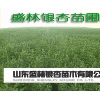 大量供應(yīng)銀杏樹 2-80公分銀杏樹