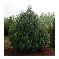 1米--6米白皮松