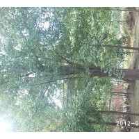 銀杏苗木基地現(xiàn)在急售15公分銀杏實生樹。樹形一般，上車