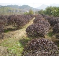 紅花繼木 紅葉石楠 美國(guó)紅楓 低價(jià)直銷