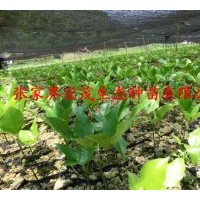供應(yīng)紅豆樹苗