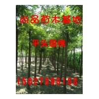 低價供應(yīng)國槐、金枝槐等綠化苗木