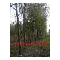 供應(yīng)柳樹20公分柳樹30公分 柳樹基地