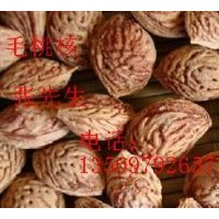 供應(yīng)白皮松籽、油松籽、雪松籽、側(cè)柏籽、毛桃籽、山桃籽、山杏籽