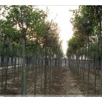 供應(yīng)大葉女貞 高桿女貞 3公分4公分5公分6公分7公分8公分9公分