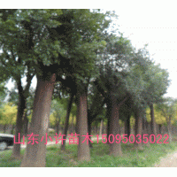 斷桿國槐供應