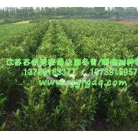 供應(yīng)法國冬青綠籬，法國冬青批發(fā)，珊瑚樹