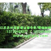 長期專供法國冬青/珊瑚樹綠籬苗木