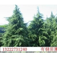 供應(yīng)南京雪松，蜀檜，廣玉蘭，桂花，女貞，馬褂木