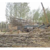 現(xiàn)貨供應千頭椿8-30公分3500棵